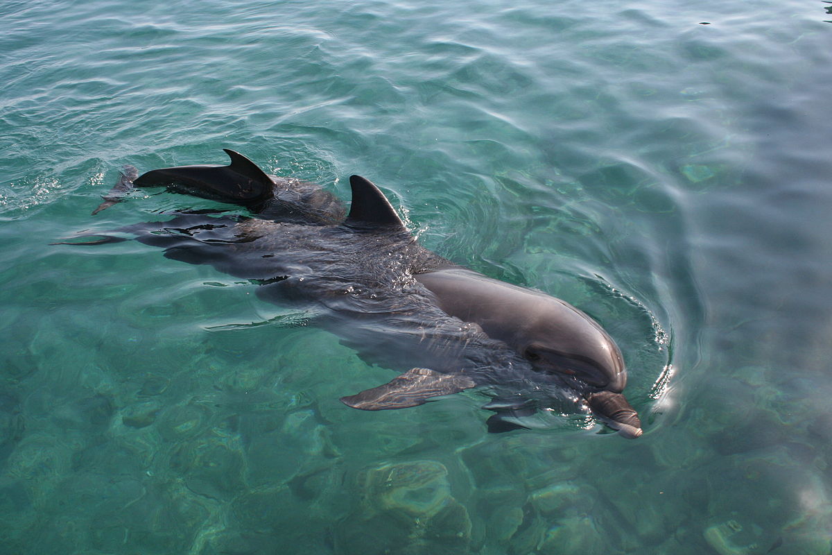 Baleias e golfinhos ajudam o público infantojuvenil a conhecer a importância dos oceanos